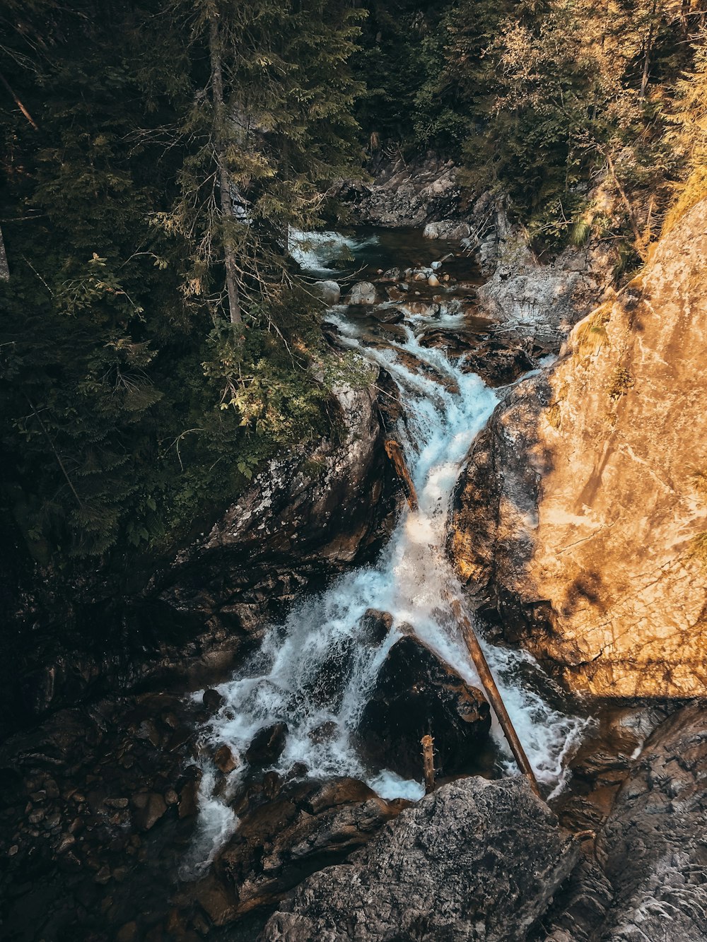 aerial view photography of river surrounded by trees