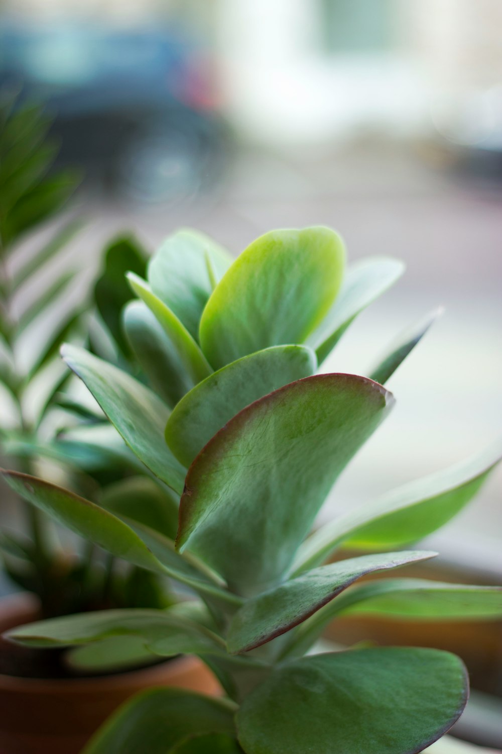 green succulent plant close up photo