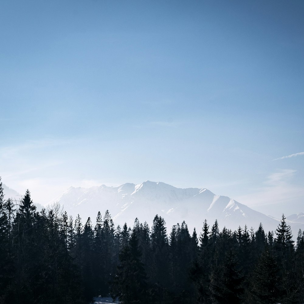 landscape photo of mountain