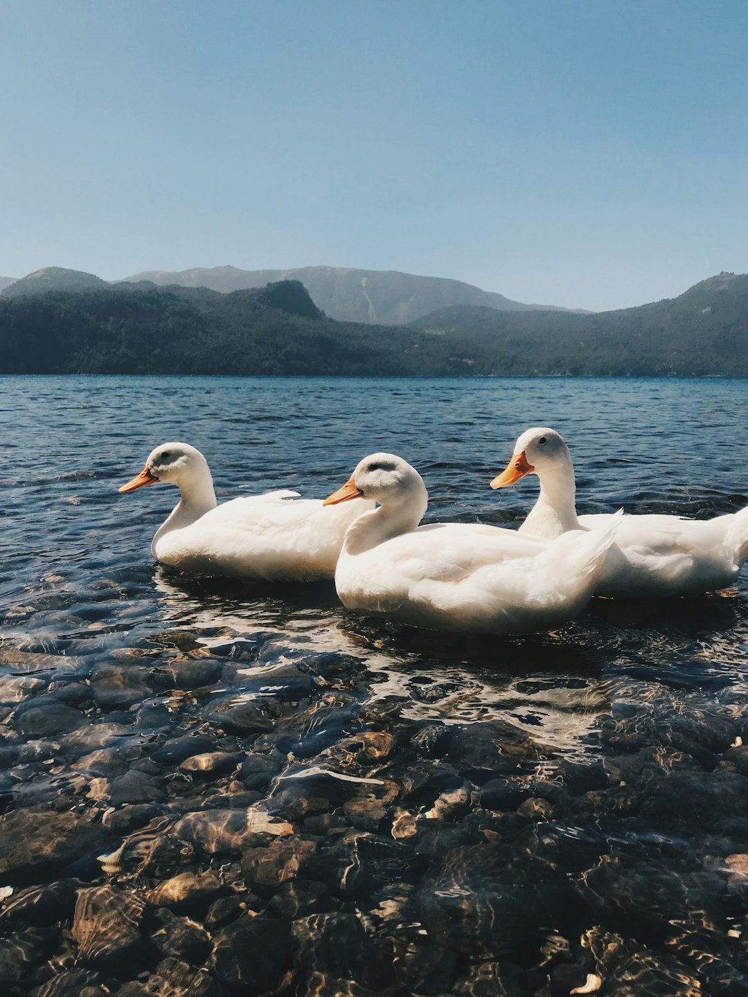 three white ducks on body of water