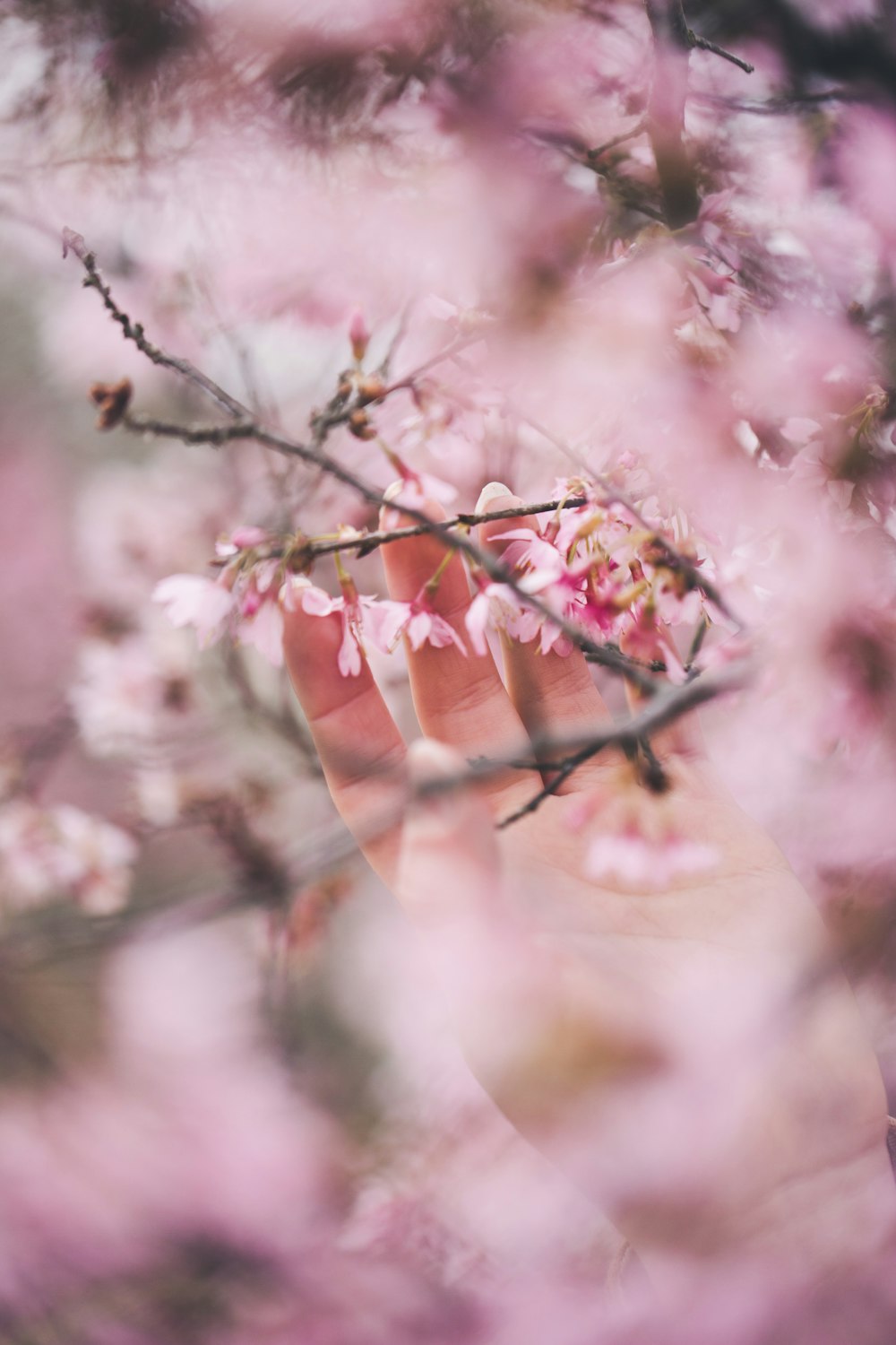 person holds pink flowers