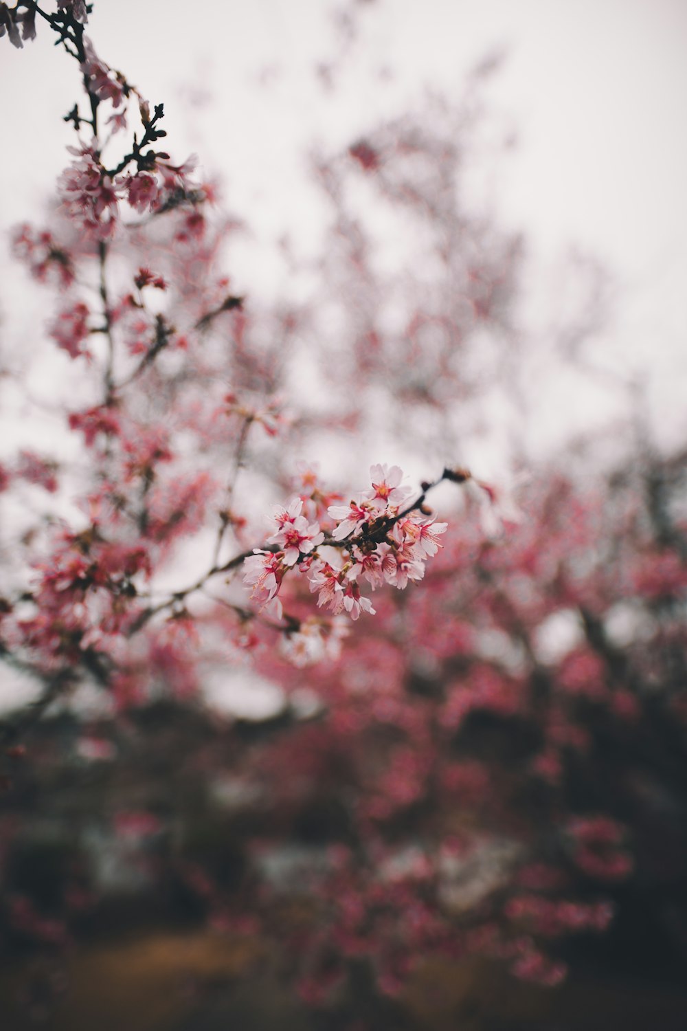 white and pink petaled flowers