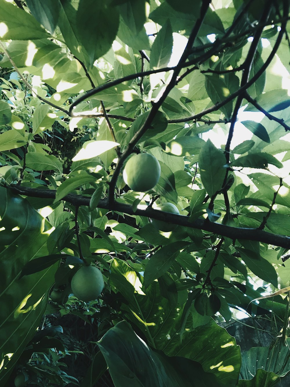 round green fruit bearing tree