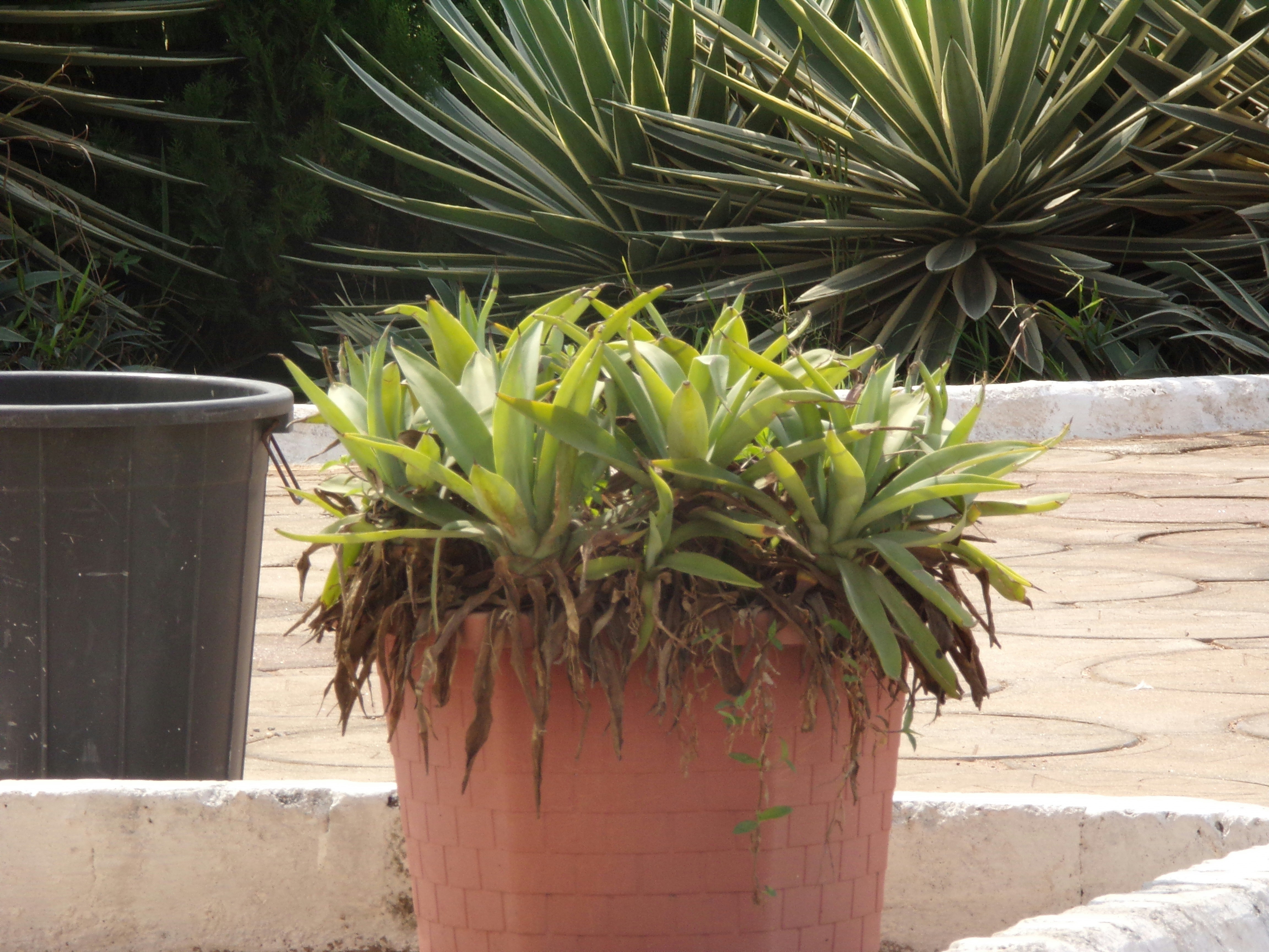 Elegant Terracotta Jar