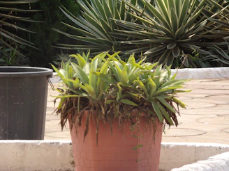 Various garden cachepots in earthy tones placed among green plants outdoors