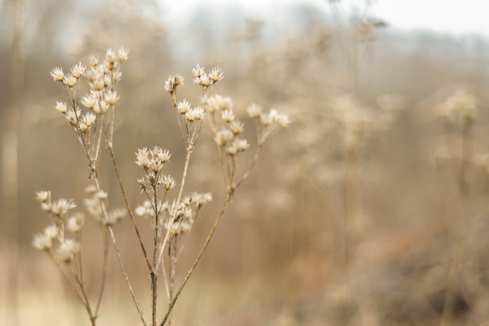 white flower in tilt shift lens