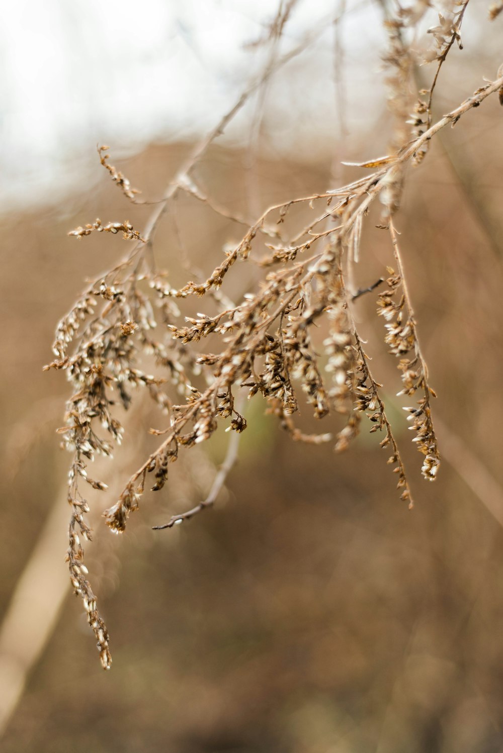 brown leaf grass