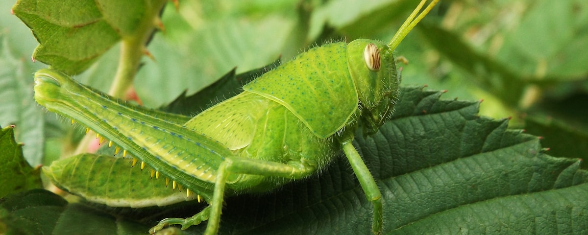 green insect on green leaf