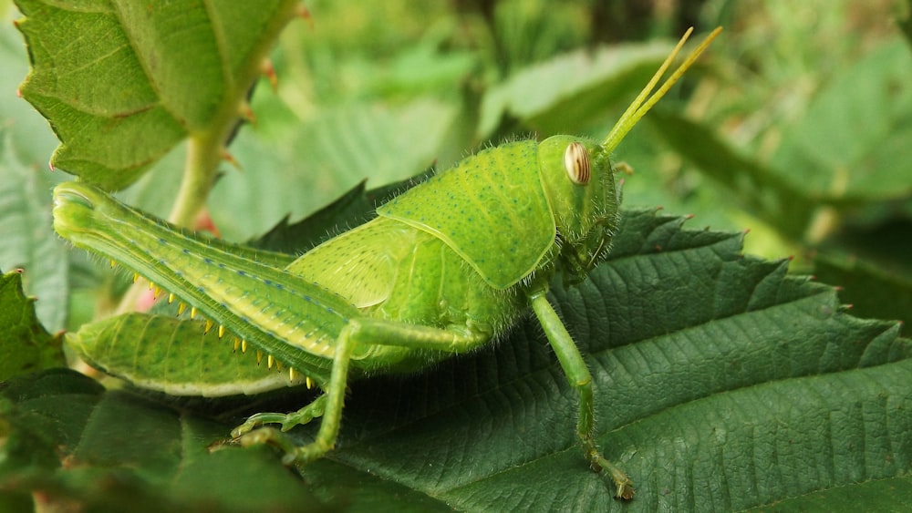 green insect on green leaf