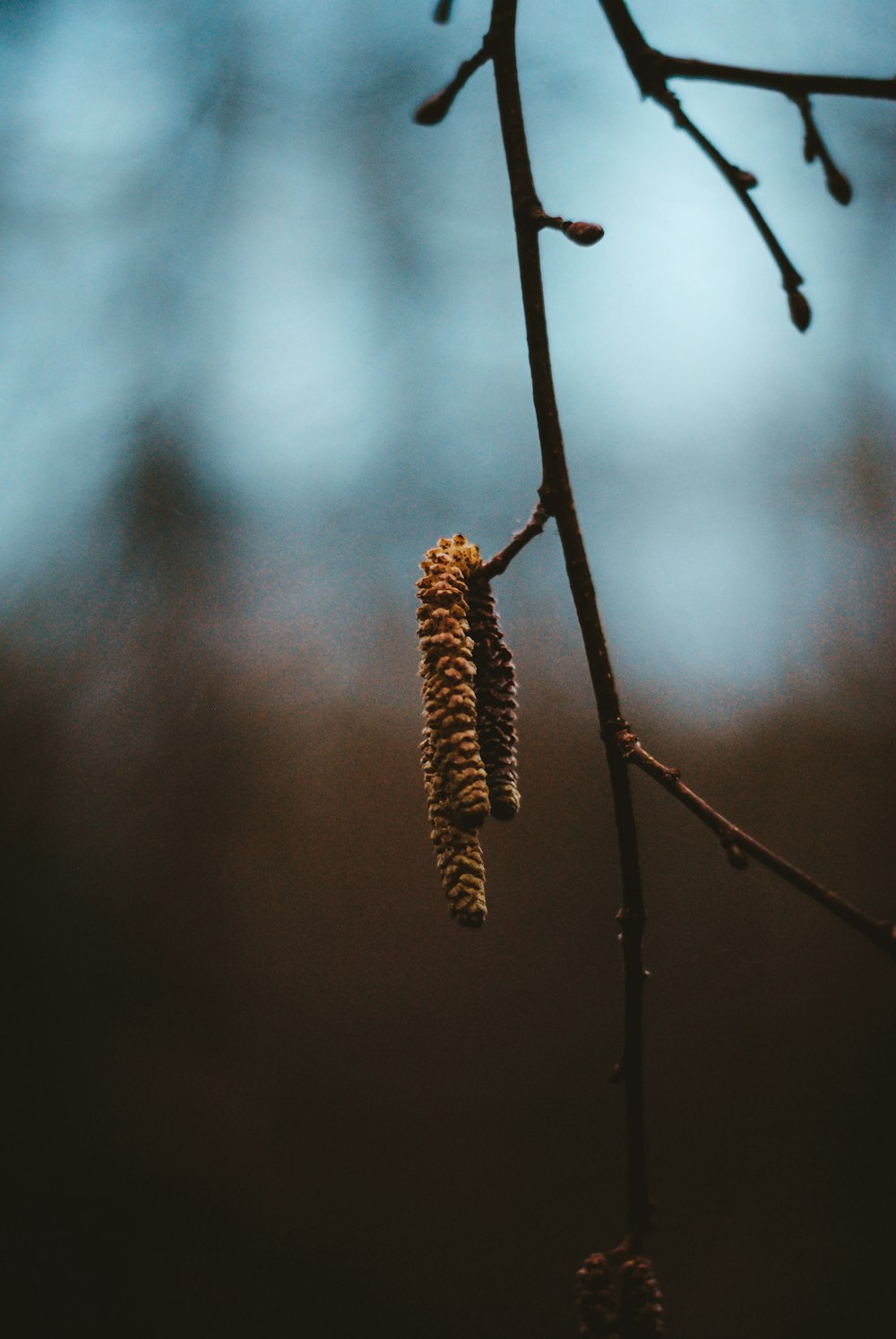 leafless tree