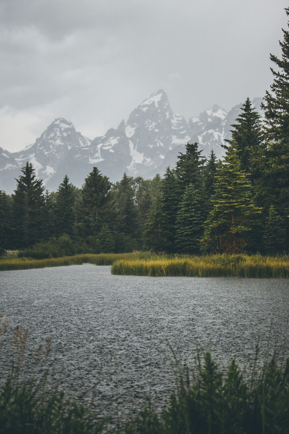 river surrounded of pine trees under white sky