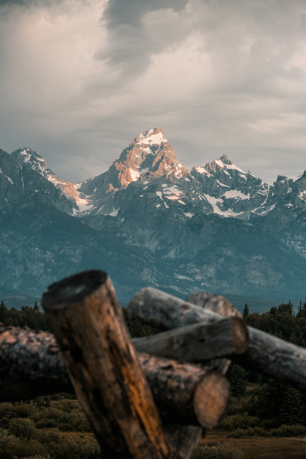 brown tree logs overlooking snow capped rocky mountain