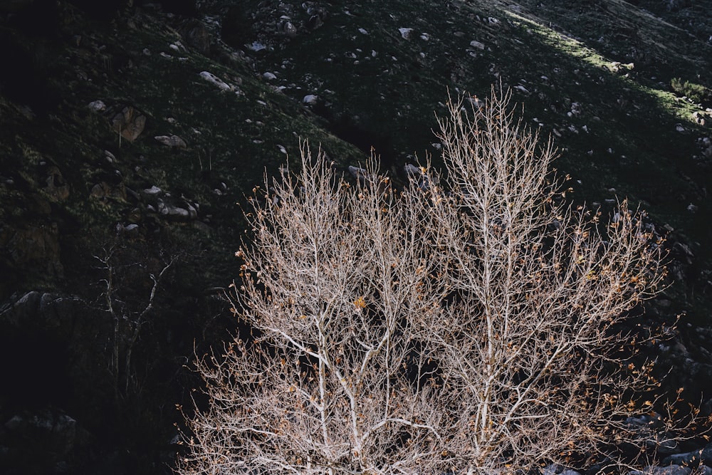 a bare tree in the middle of a rocky area