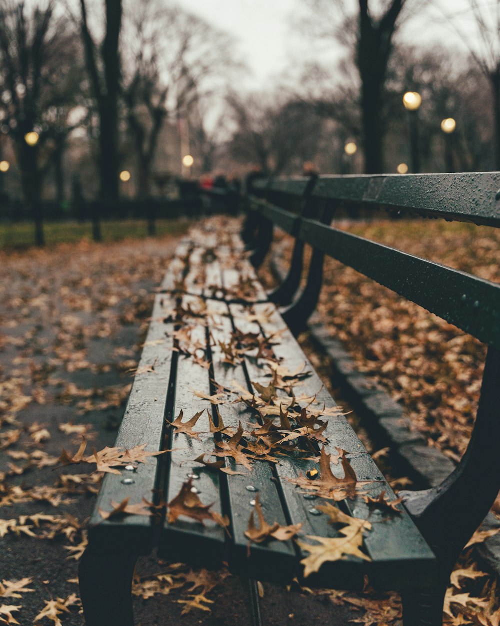 brown leaves on black wooden bench