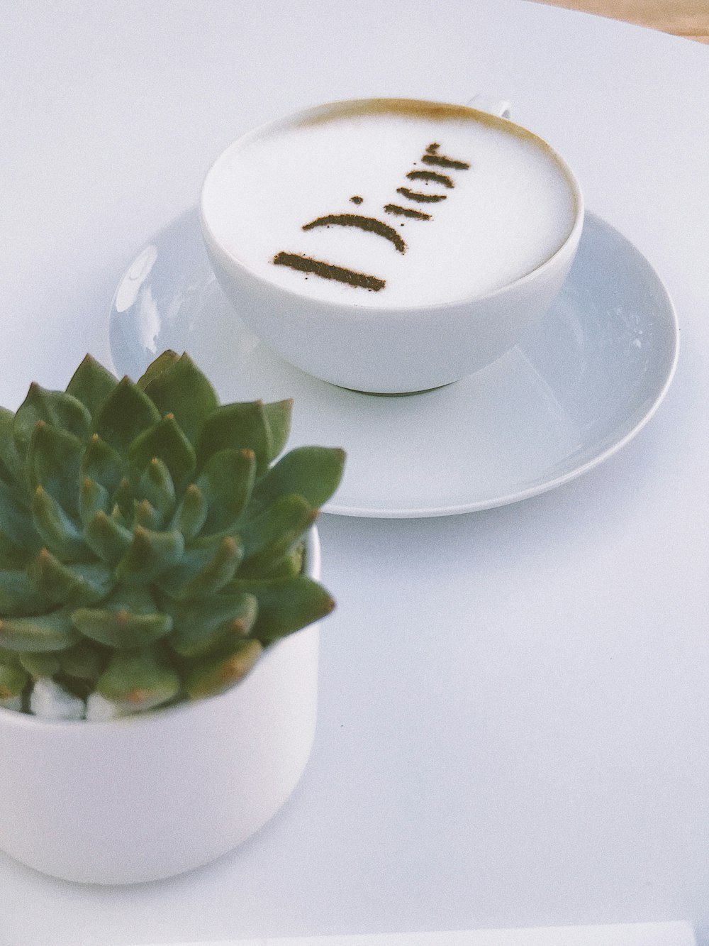 green succulent plant beside teacup with saucer