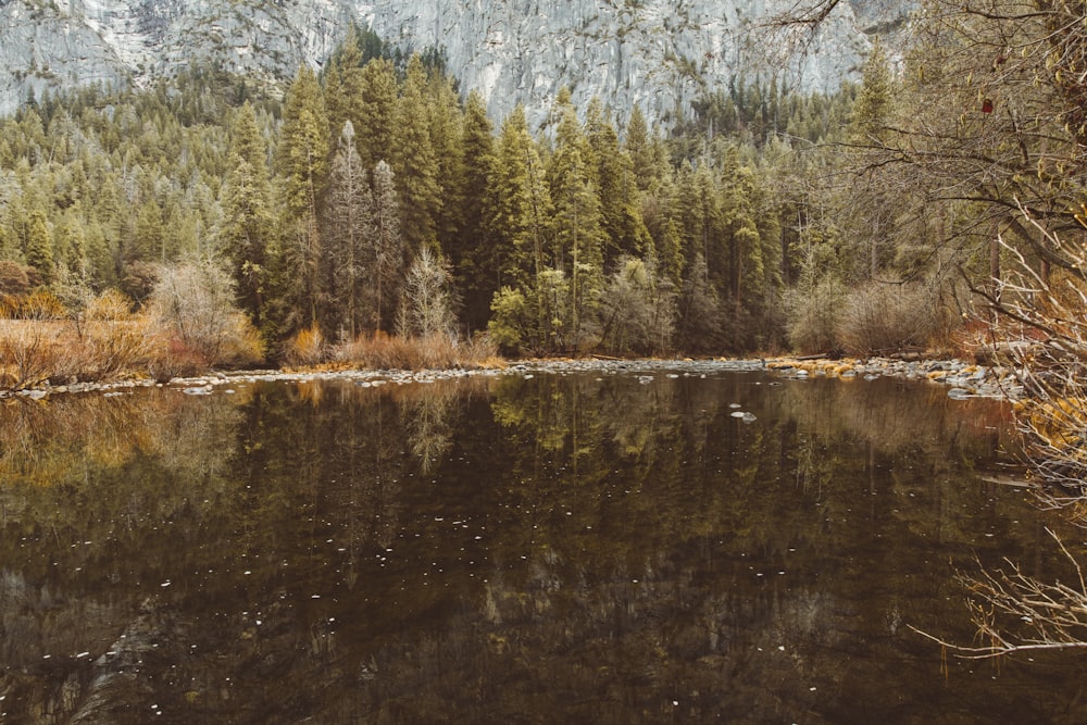 aerial view photography of body of water with trees background