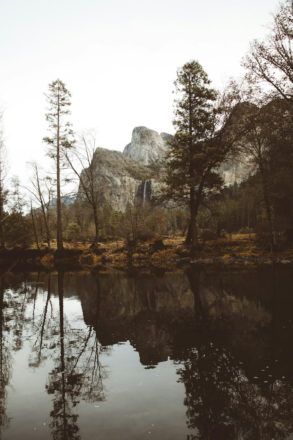 brown trees beside lake