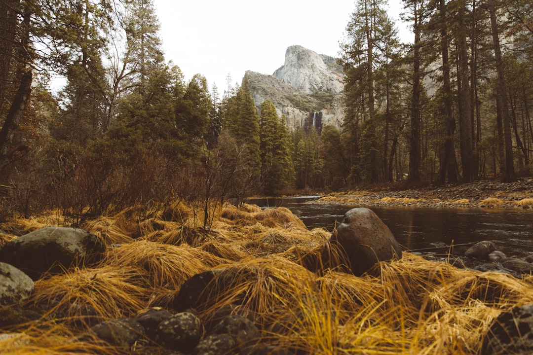 river surrounded by trees