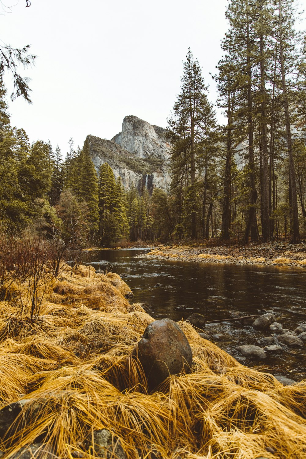 body of water near trees during daytime