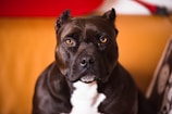A dark-coated dog with pointed ears and amber eyes sits attentively on a warmly colored couch. The contrast between its fur and the white patch on its chest is striking. In the background, there are soft focuses of red and yellow.