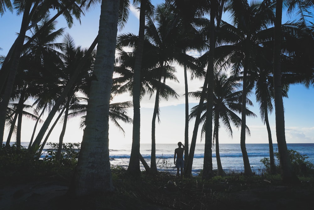silhouette of person standing below coconut palm