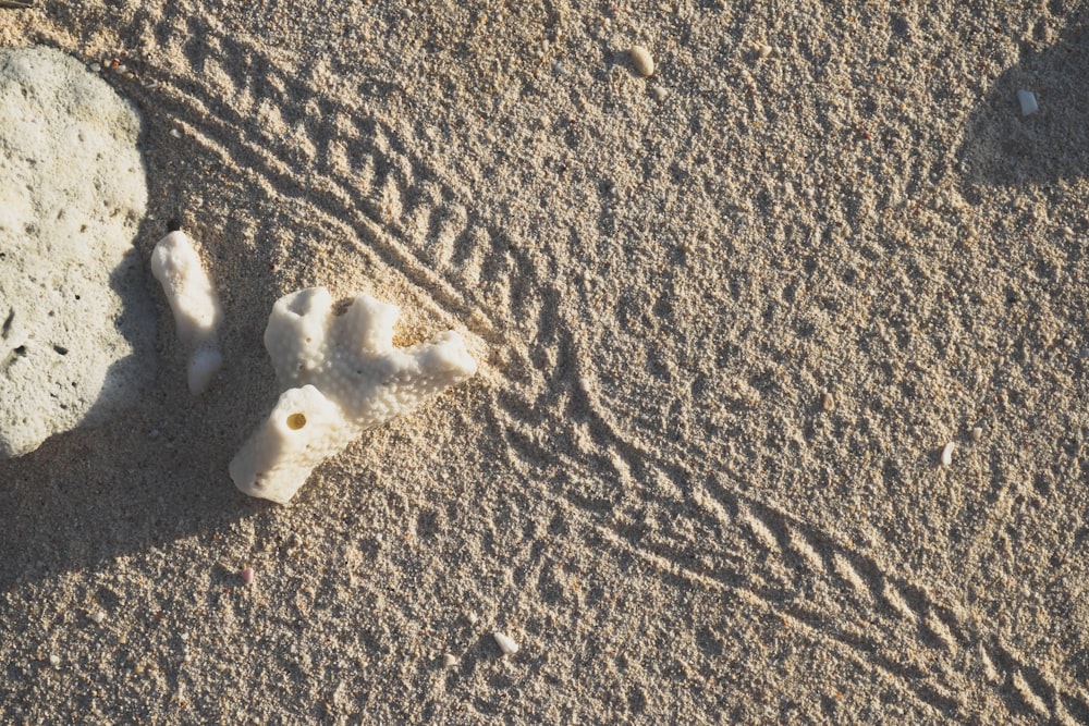 white coral on gray sand