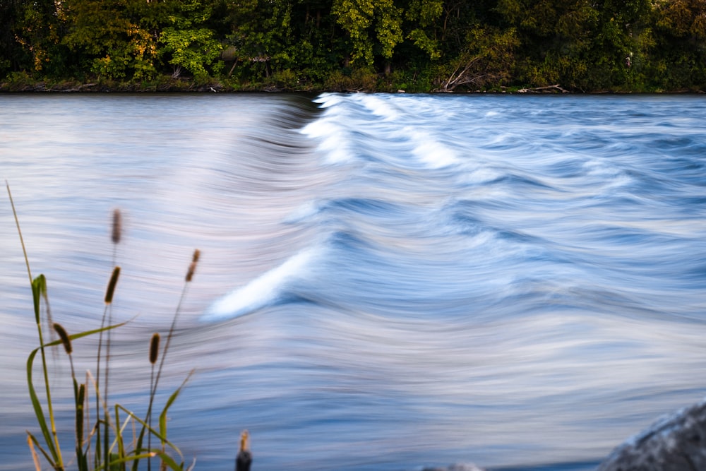 body of water between trees