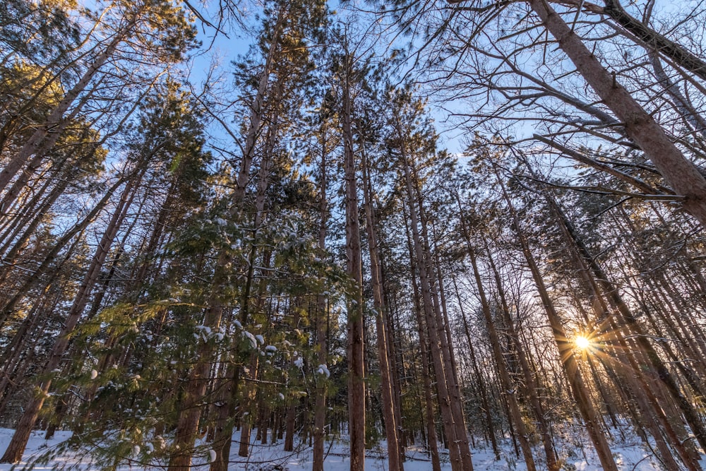 green trees covered with snow