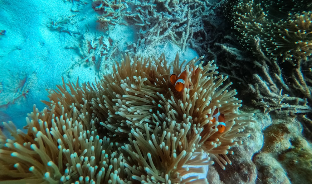 two clownfish on sea anemone