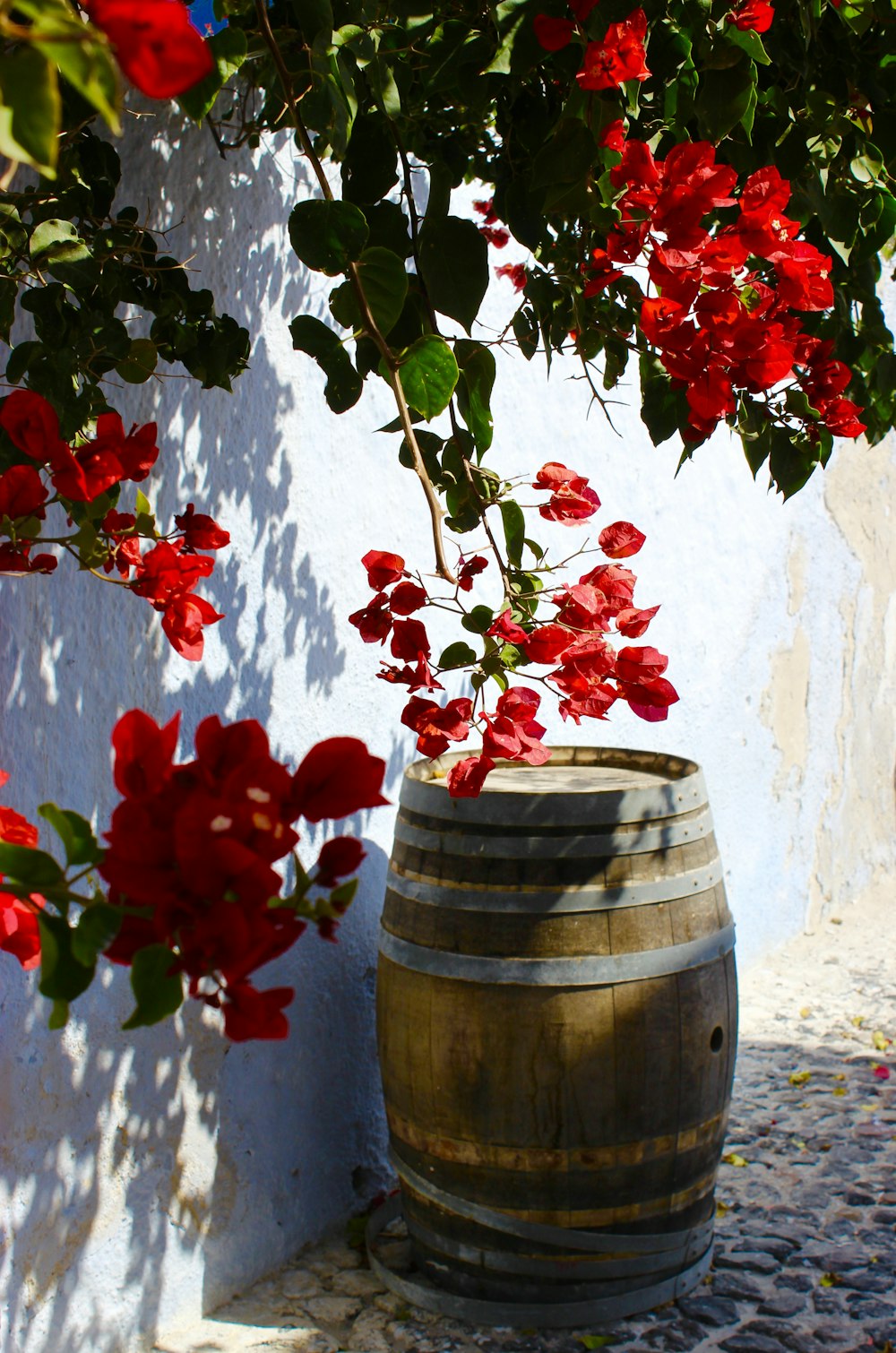 red-petaled flowers