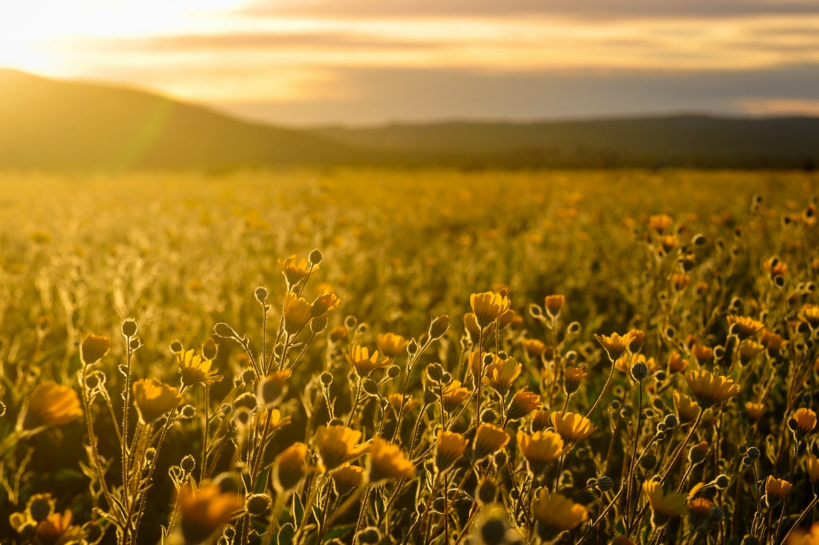 Nikon D700 sample photo. Yellow flowers photography