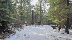 A quiet forest path with sunlight filtering through tall pine trees, featuring a model in finvaa outerwear.
