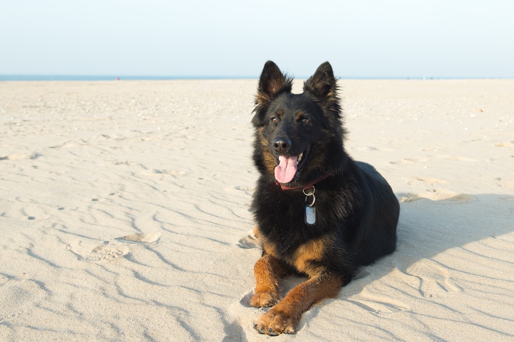 black and brown dog lying on white sand during daytime