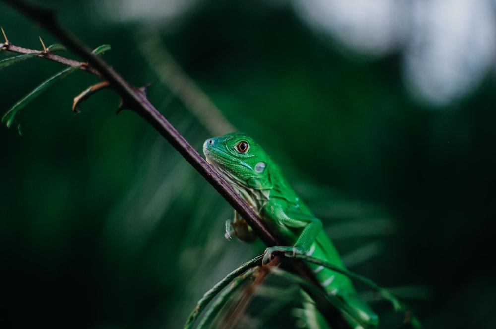 green lizard on fern