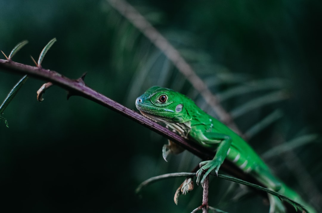 tilt shift focus photography of green lizard perched on tree