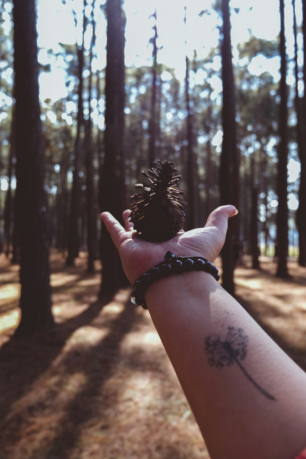 brown pine cone on person's palm