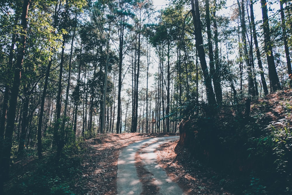 clear winding road inside forest