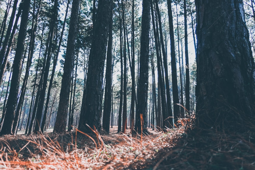 a forest filled with lots of tall trees