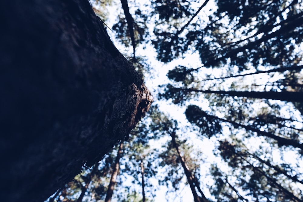 low-angle photography of green trees during daytime