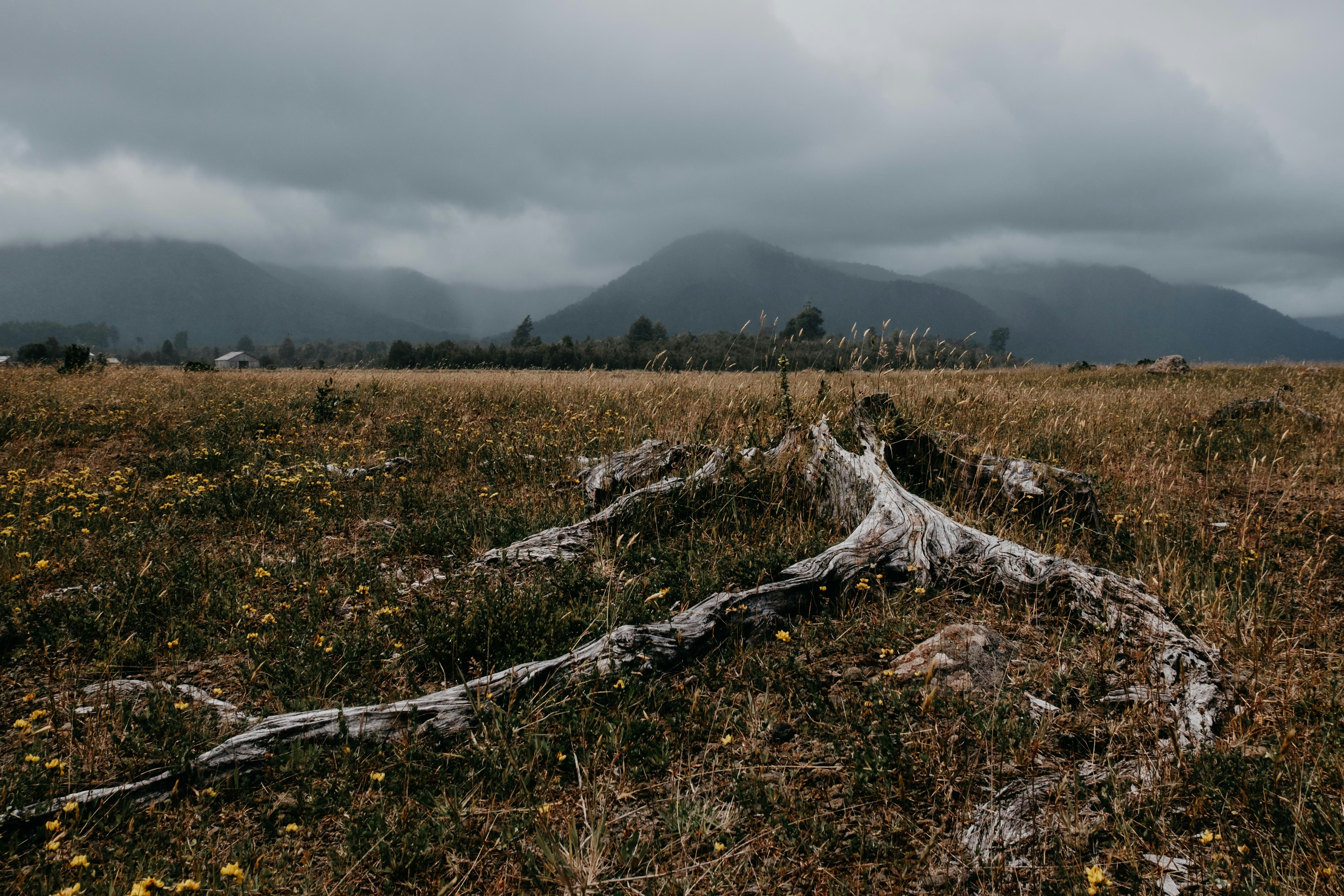 tree cemetery