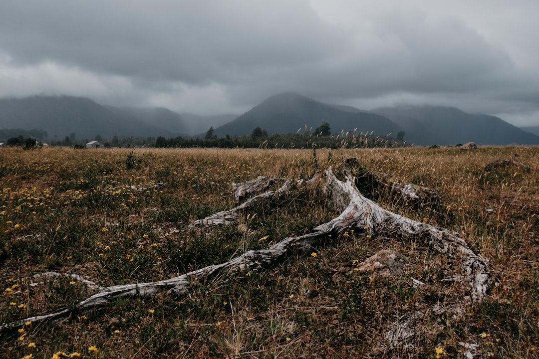 brown grass near mountains