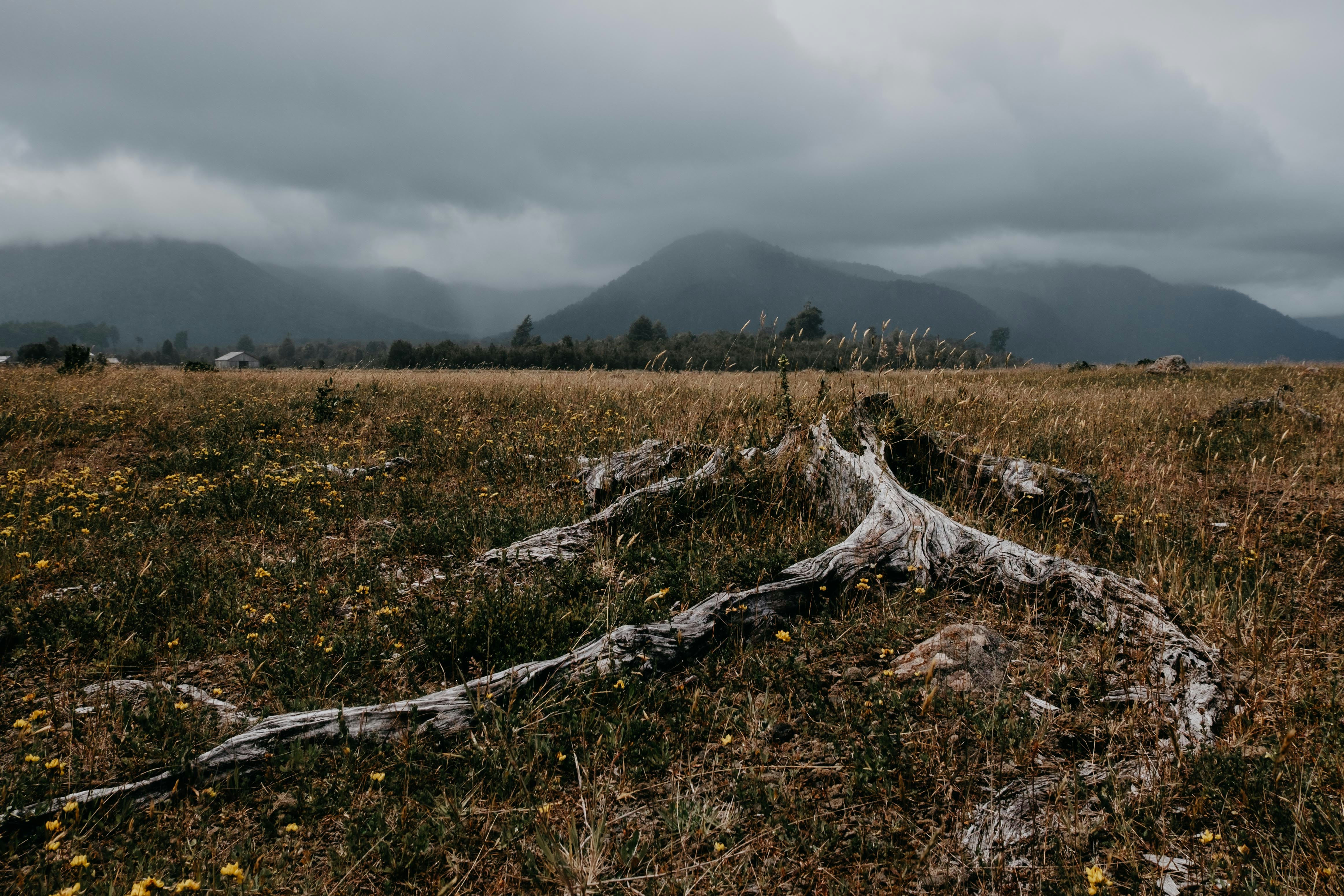 brown grass near mountains