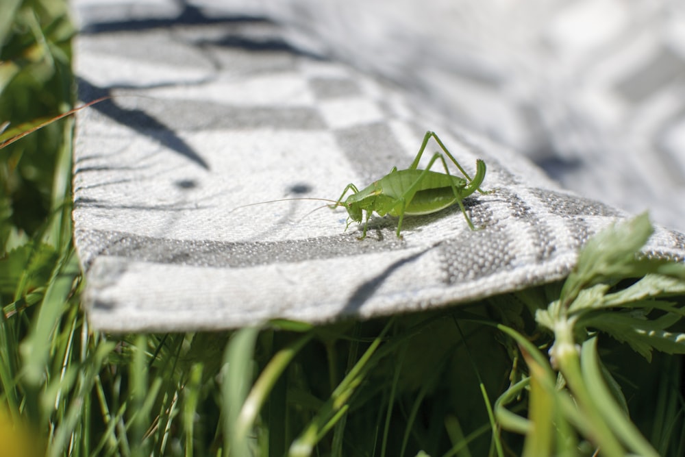 green cricket on rug