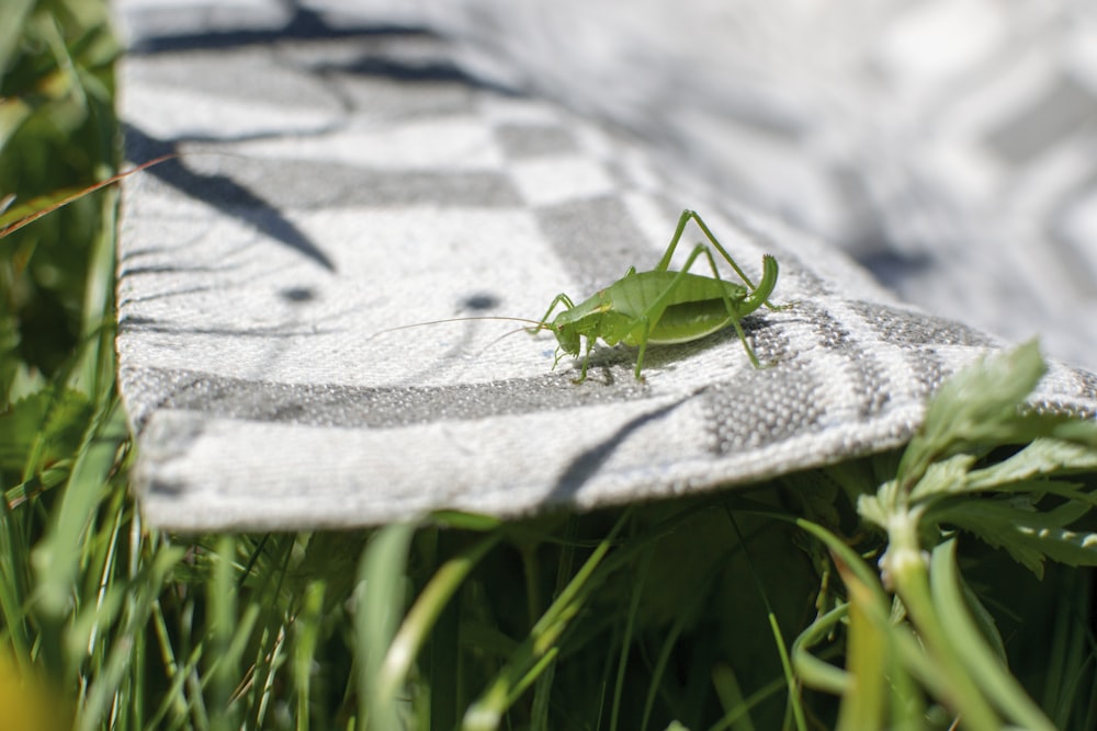 grillo verde en alfombra