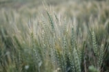 Close-up of ripe corn stalks swaying gently in the breeze.