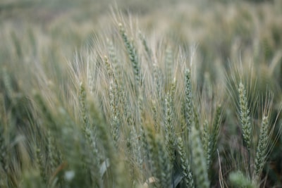 Close-up of ripe corn stalks swaying gently in the breeze.