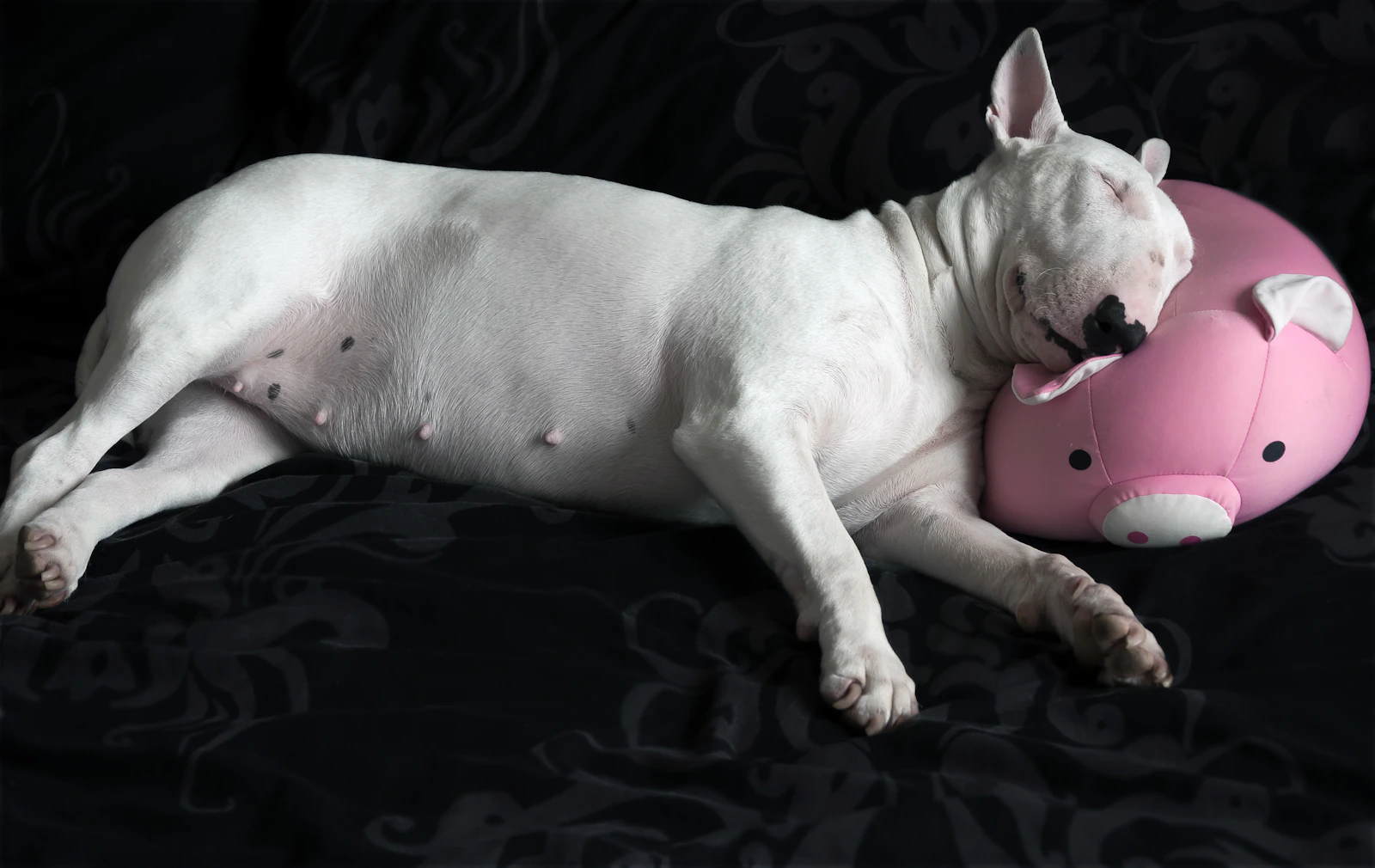 White Bull Terrier resting indoors, photo by Magdalena Smolnicka on Unsplash