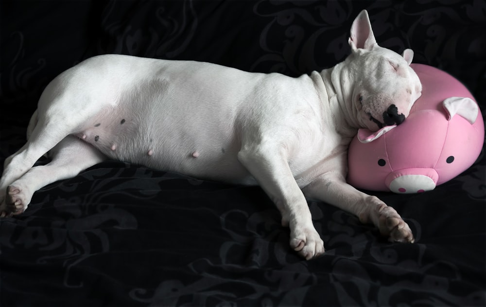 adult white bull terrier laying on bd