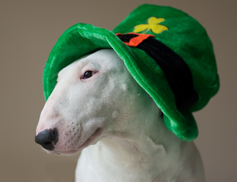 bull terrier bianco che indossa il cappello verde