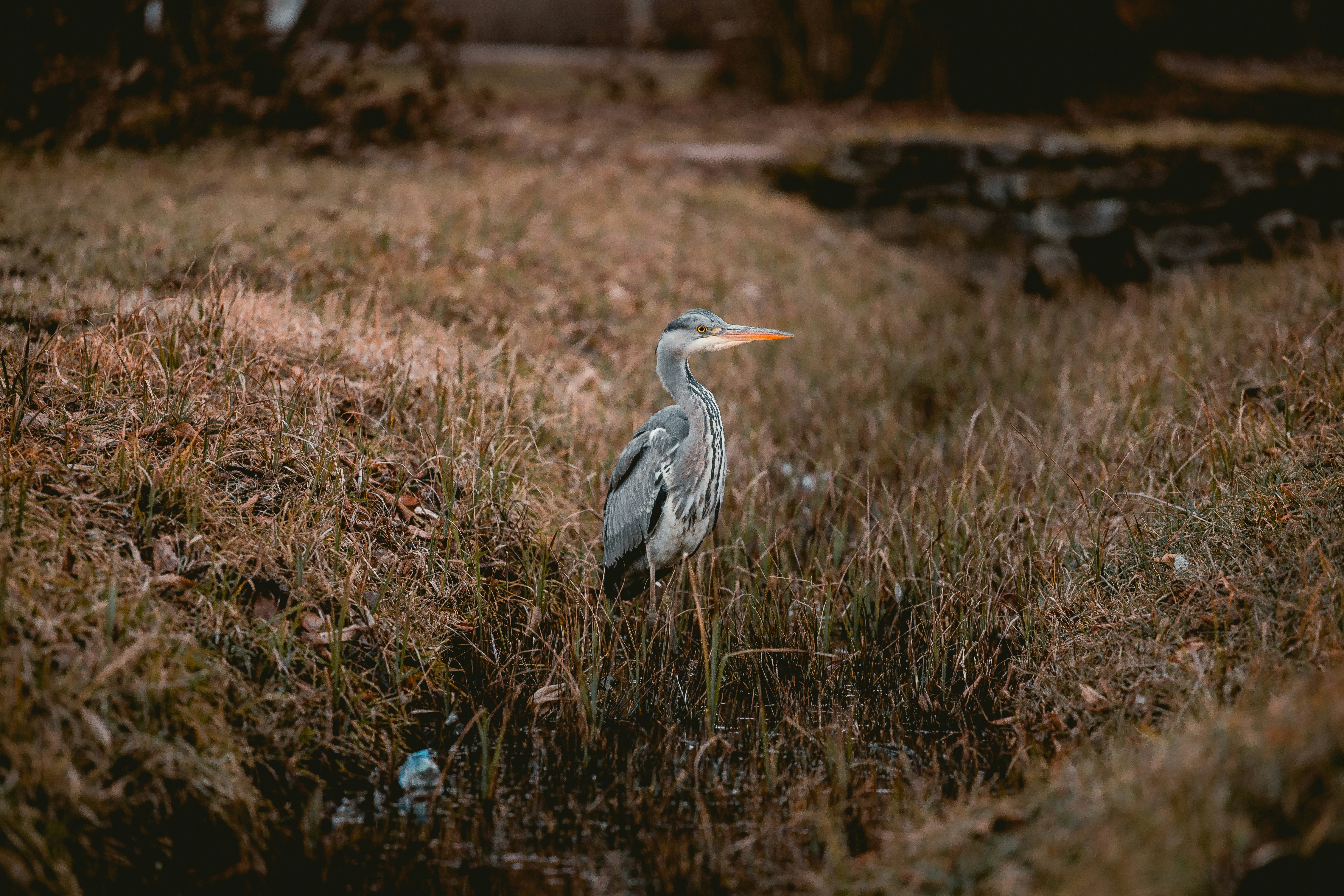 Photo by niklas_hamann